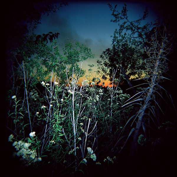 Campo y Cardos — portada