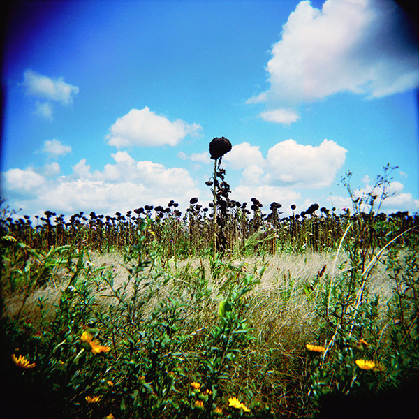 Campo y Cardos — 1