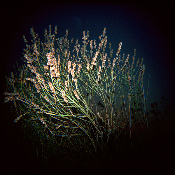 Campo y Cardos — 2