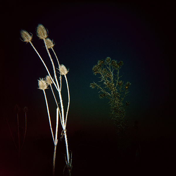 Campo y Cardos — 3