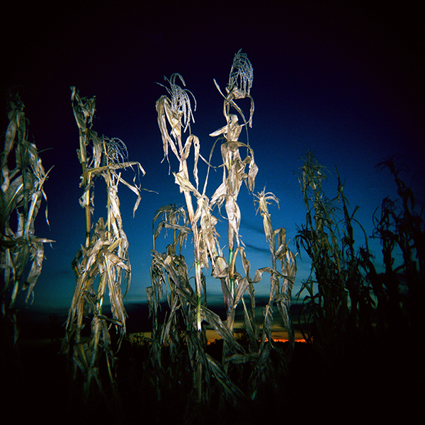 Campo y Cardos — 4