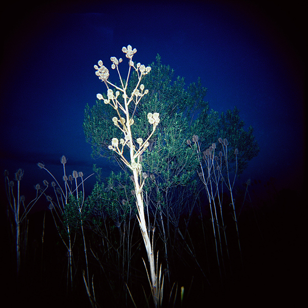 Campo y Cardos — 6