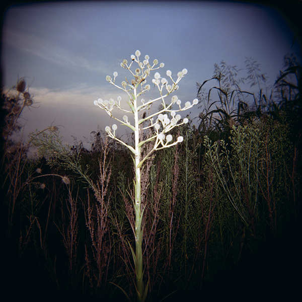 Campo y Cardos — 8