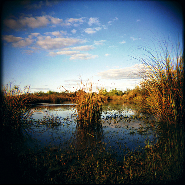 Campo y Cardos — 9
