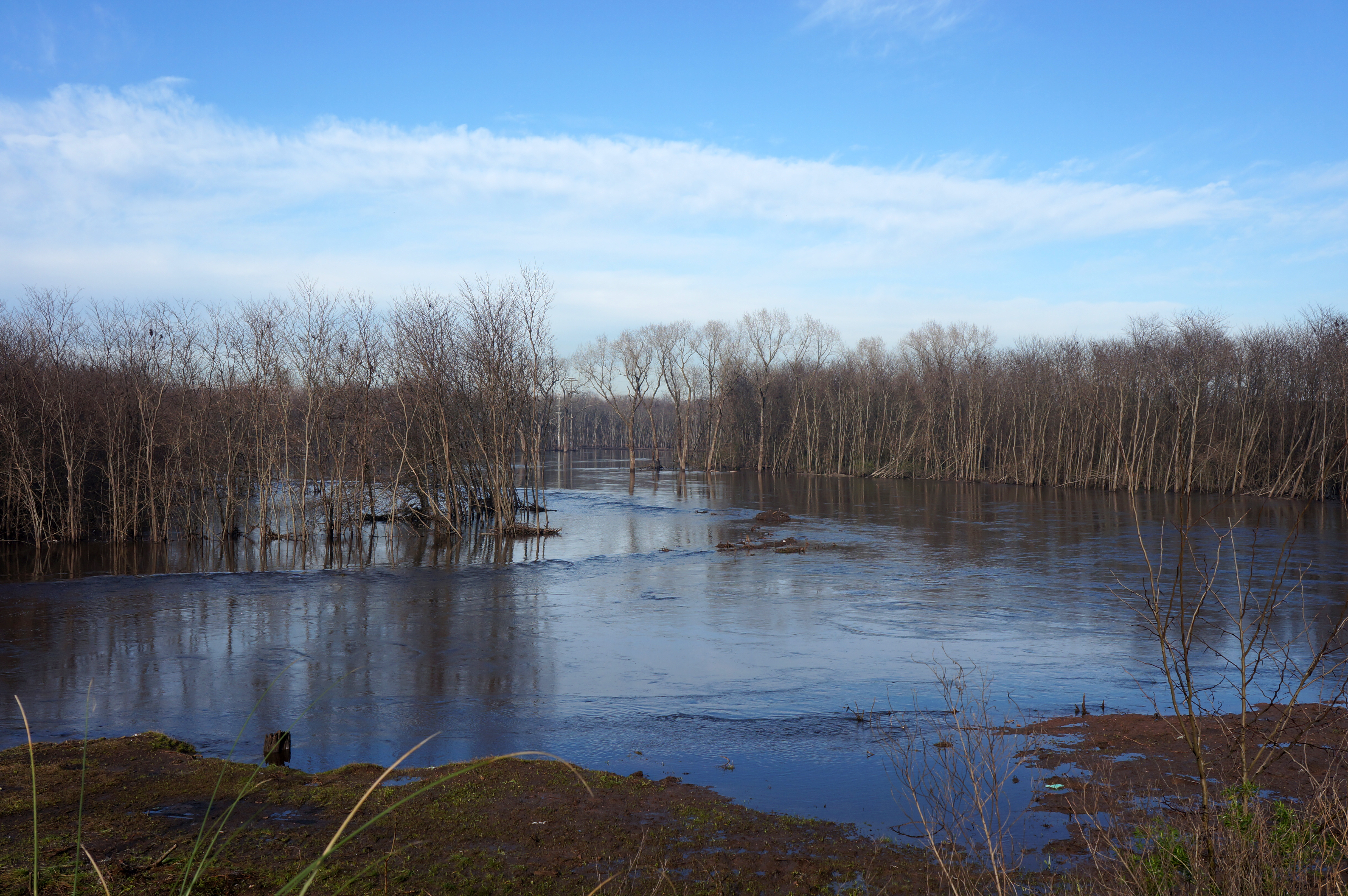 Ramas inclinadas sobre un arroyo entrerriano
