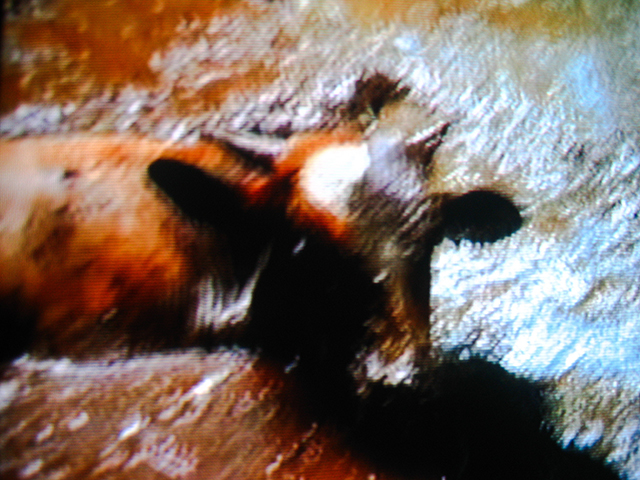 Claro de monte entrerriano con luz suave